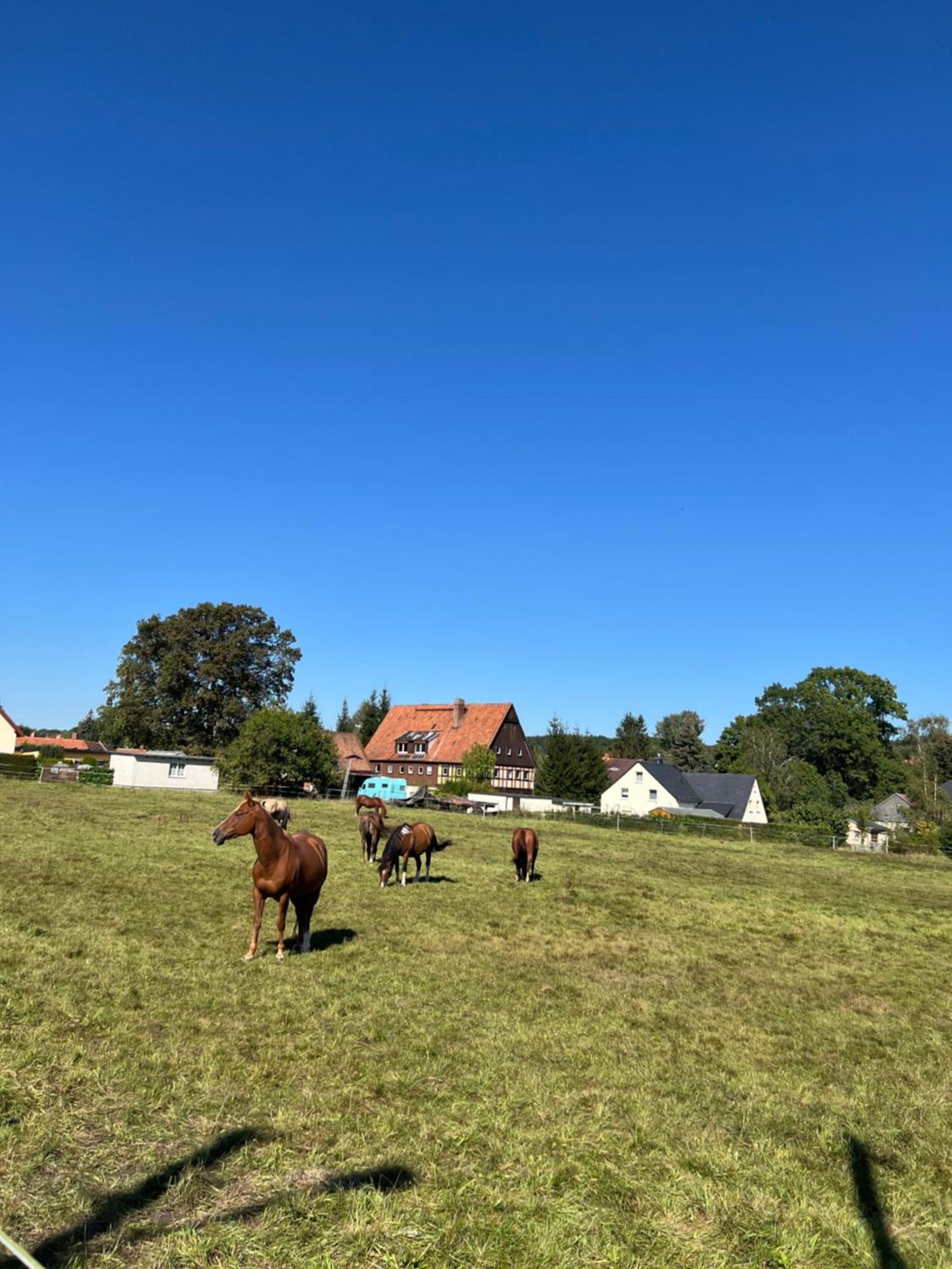 Ferienwohnung Kottmar Walddorf  Exteriör bild